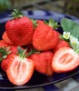 A close-up of a pile of fresh strawberries on a dark blue plate, with some strawberries cut in half to show the interior. Produktbild-Vorschau