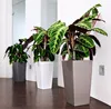 Three large potted plants with dark green and striped leaves are arranged in a hallway with a dark wooden floor and white walls. The plants are in tall, square planters of different colors: gray, white, and taupe. Náhľad obrázku produktu