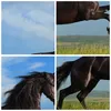 Bild auf Leinwand - Leinwandbild - Schwarzes Pferd Pferd Produktbild-Vorschau 8