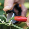 FISKARS 1063326 nůžky na byliny SOLID kalené nerez čepele Náhled obrázku produktu 5