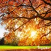 Herbstdünger All-In-One (20 kg - für 400 m2)- Organifer Produktbild-Vorschau 3