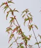 Japonský javor - Acer palmatum 'Taylor' - Výška 50-60cm - Náhľad obrázku produktu 3