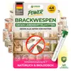 Brackwespen gegen Lebensmittelmotten - 4 Röhrchen - Produktbild-Vorschau 1