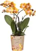 Kolibří orchideje - oranžová zlatá orchidej Phalaenopsis - Náhled obrázku produktu 10