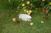 Garten Dekoration Igel Terrasse Stein Figuren Figur Deko Produktbild-Vorschau 1
