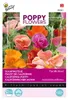 Buzzy Poppy Flowers Kalifornischer Mohn Thai Silk Samen - Produktbild-Vorschau 1