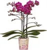 Orchidées Colibri | Orchidée Phalaenopsis violette - Voir les images du produit 8