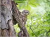 MuchoWow® Poster Eule - Wald - Licht 160x120 cm - Foto Produktbild-Vorschau 1