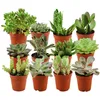 Zynesflora Mini Sukkulenten Mix im Ø 5.5 cm Pflanzentopf - Produktbild-Vorschau 1