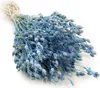 Aufgeblasenes Leimkraut - (Silene) - Blau Produktbild-Vorschau 1
