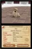 Nintendo Nintendogs Dachshund & Friends - Simulationsspiel Produktbild-Vorschau 5