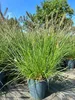 Trawa ozdobna "Hameln", w doniczce 5 litrów - Pennisetum Podgląd zdjęcia produktu 1