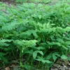6 x Vielblütiger Salomonsiegel - Polygonatum multiflorum  | Produktbild-Vorschau 2