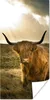 MuchoWow® Poster Schottischer Hochländer - Sonne - Tiere Produktbild-Vorschau 1