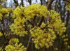 Cornus mas - Korneliovník Jolico 50- 60 cm kontejner Náhled obrázku produktu 2