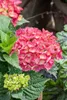 Hydrangea macrophylla 'Red Baron', Hortensja, zgnilizna, Podgląd zdjęcia produktu 2