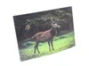 3 D Ansichtskarte Hirsch,  Postkarte Wackelkarte Produktbild-Vorschau 2