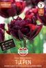 SPERLI Premium Gefüllte Frühe Tulpe Palmyra Tulipa hybrids Produktbild-Vorschau 3
