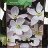 Clematis armandii Anteprima dell’immagine prodotto 2