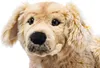 Steiff Golden Retriever Andor liegend 45 cm 076947 Produktbild-Vorschau 3