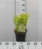 Berberis thunb. 'Maria'® - Berberis Thunbergii Maria 25- 30 Náhľad obrázku produktu 2