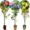 Three potted fruit trees, each with a circular image above showing the fruit they produce. Produktbild-Vorschau
