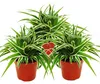 Chlorophytum 12 cm, sada 3 ks, světlá zelená Náhled obrázku produktu 1