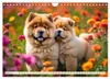 Chow Chow - le chien à tête de lion (calendrier mural 2027, Voir les images du produit 7