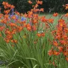 6 x Montbretie  - Crocosmia 'Emily Mckenzie'  | Topf 9cm x Produktbild-Vorschau 2