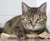 4er-Pack Kausticks für Katzen, Katzenminzensticks, Produktbild-Vorschau 5