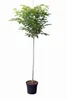 Walnussbaum - Hochstamm | Juglans regia | 170–180 cm | Produktbild-Vorschau 1