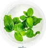 Zwergspeerblatt - Anubias barteri nana In-Vitro Produktbild-Vorschau 1