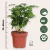 Kaffeepflanze - 2 Stk - Coffea arabica - Höhe 25-40cm - Produktbild-Vorschau 2