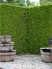 Lebensbaum Thuja Brabant 180-200 cm, 20x Heckenpflanze Produktbild-Vorschau 2