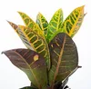 2er-Set Wunderstrauch 'Petra' - Codiaeum Petra - Höhe ca. Produktbild-Vorschau 3