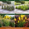 Stauden Gänge 1 x Kniphofia 'Lemon Popsicle' - Gelbe Produktbild-Vorschau 8