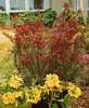 Cytisus scoparius 'Killiney Red', Besenginster, rot, 60–80 Produktbild-Vorschau 1