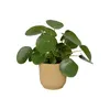 elho® Vibes Übertopf Fold Buttergelb Ø 14cm - Kunststoff Produktbild-Vorschau 8