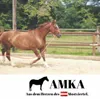 AMKA Doppellonge 16 Meter mit 2 Karabiner + Propylen  Produktbild-Vorschau 5