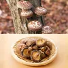 Shiitake Pilz Pulver 250g Produktbild-Vorschau 3