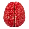 A top-down view of a red artificial brain model. Produktbild-Vorschau