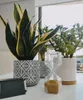 A collection of houseplants and an hourglass on a white surface, with a window in the background. Produktbild-Vorschau