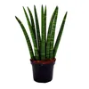 Sansevieria cylindrica - Inteligentná sada 3 kusov v 9 cm Náhľad obrázku produktu 2