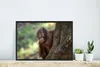 MuchoWow® MuchoWow® Gerahmtes Poster Baby - Orang-Utan - Produktbild-Vorschau 4