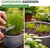 Schnittlauch Medium Leaf Samen - Allium schoenoprasum - Produktbild-Vorschau 6
