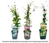 Three potted climbing plants with labels. Podgląd zdjęcia produktu