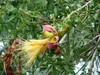 Fony-Baobab (Adansonia rubrostipa)  - 3 pezzi Anteprima dell’immagine prodotto 2