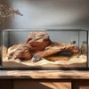 Terrario Natural Bowl – Terrarium-Schale 20x17x3 cm Produktbild-Vorschau 4