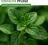 Oregano Mehrjährig Samen - Origanum vulgare - Oreganosamen Produktbild-Vorschau 5