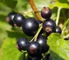 Dehner Johannisbeere Schwarze Perle, Busch, schwarze Produktbild-Vorschau 1